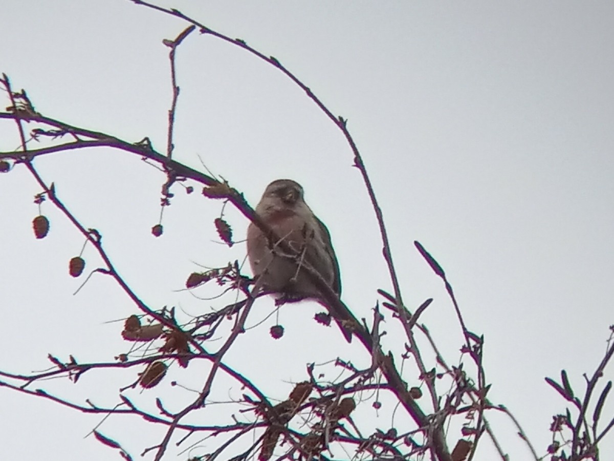 Common Redpoll - ML612382718