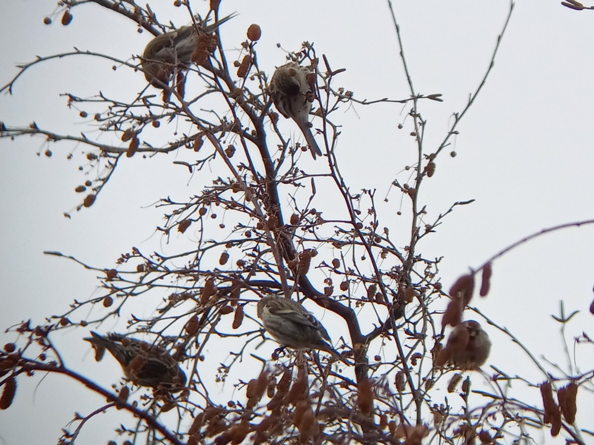 Common Redpoll - ML612382719