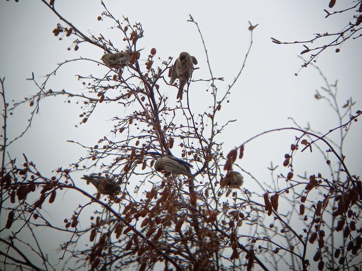 Common Redpoll - ML612382721