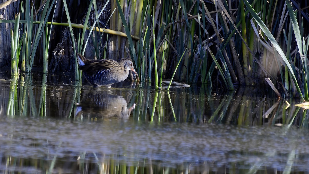 Water Rail - ML612382758