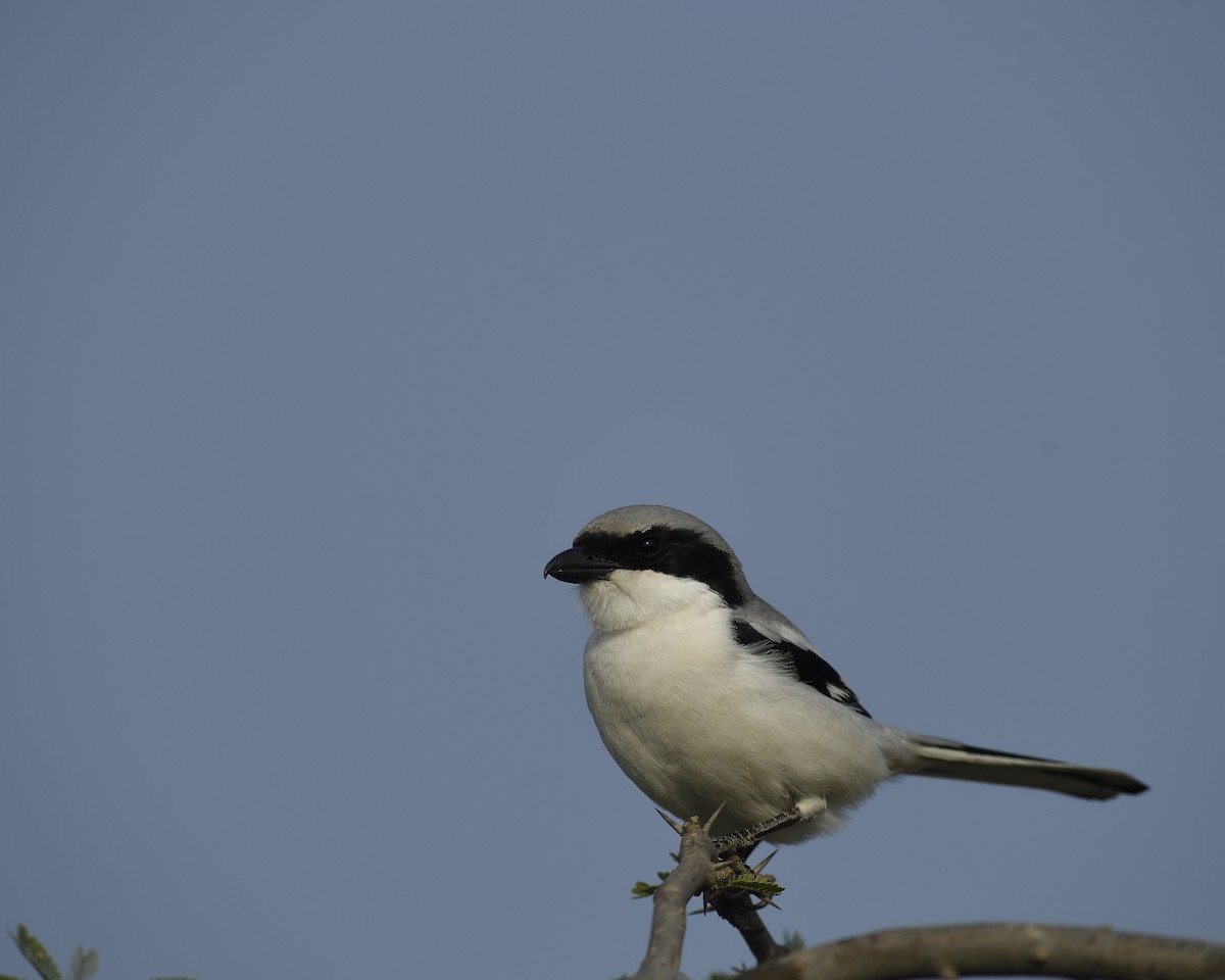 Great Gray Shrike - Prasanna H K