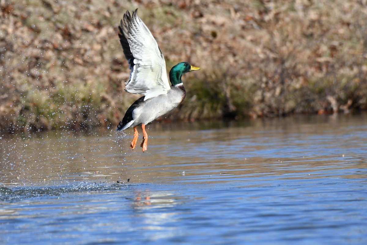 Mallard - ML612382851