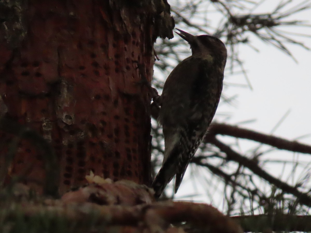 Yellow-bellied Sapsucker - ML612382852