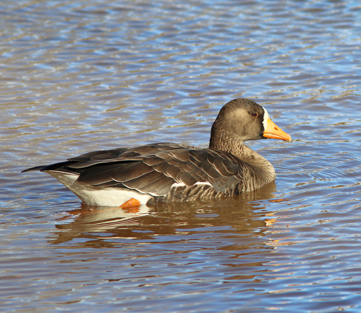 Greater White-fronted Goose - ML612382877