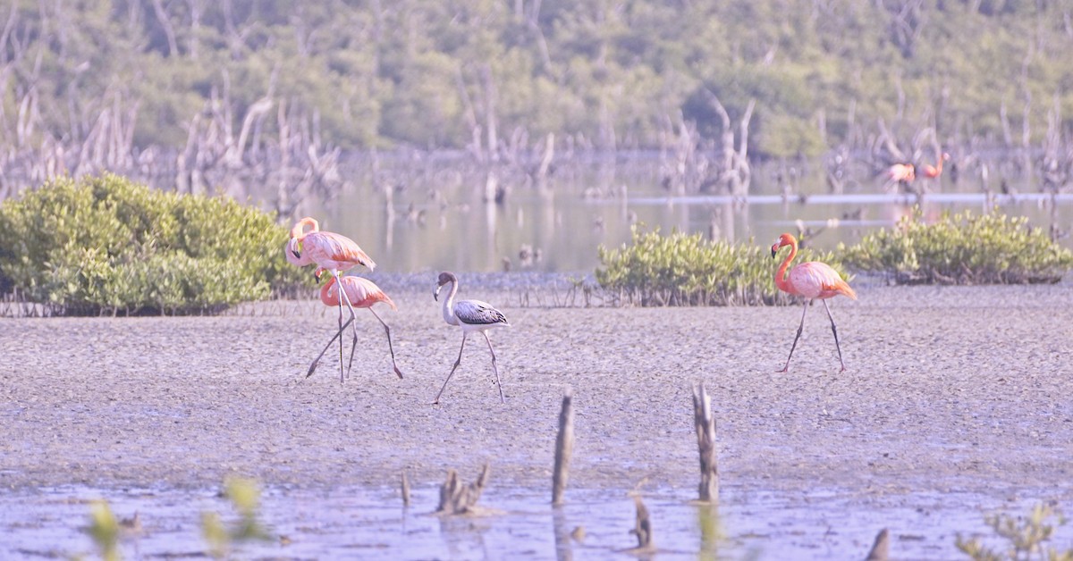 Flamant des Caraïbes - ML612382953