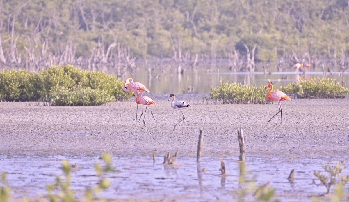 American Flamingo - ML612382954