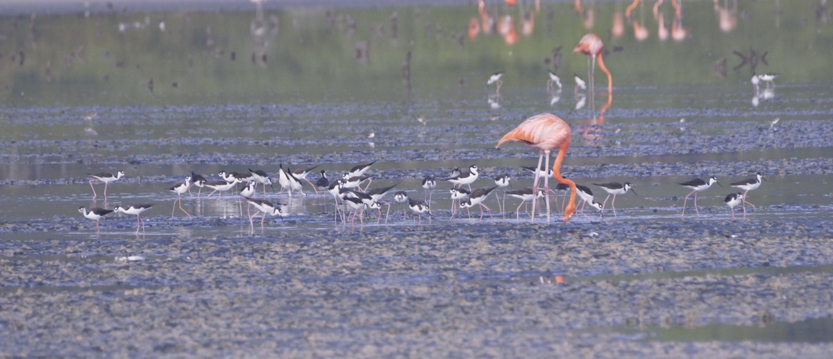 Black-necked Stilt - ML612382983