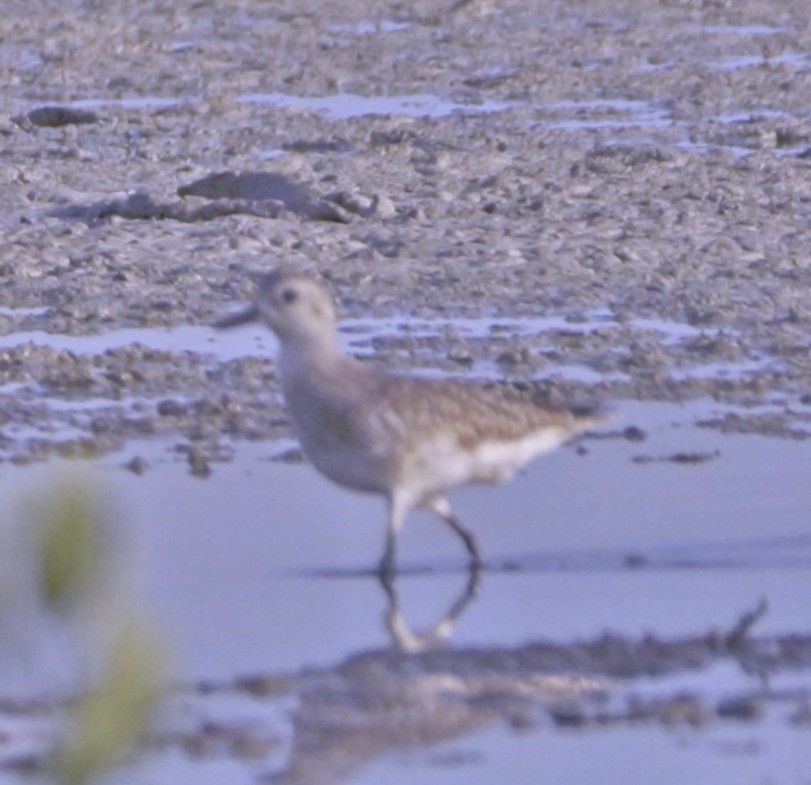 Black-bellied Plover - ML612383004