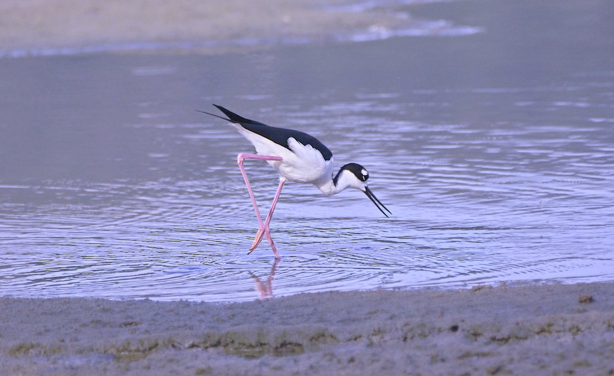 Black-necked Stilt - ML612383019