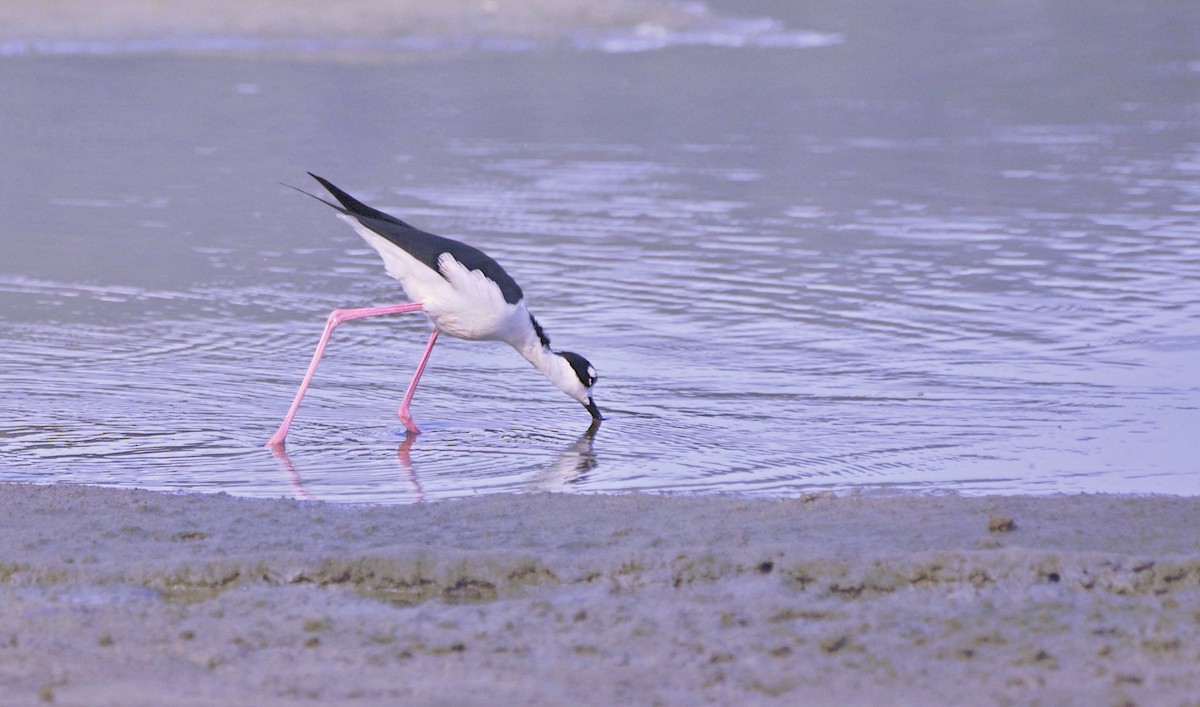 Black-necked Stilt - ML612383020