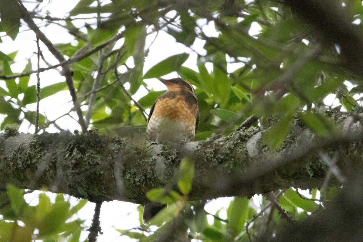 Varied Thrush - ML612383036