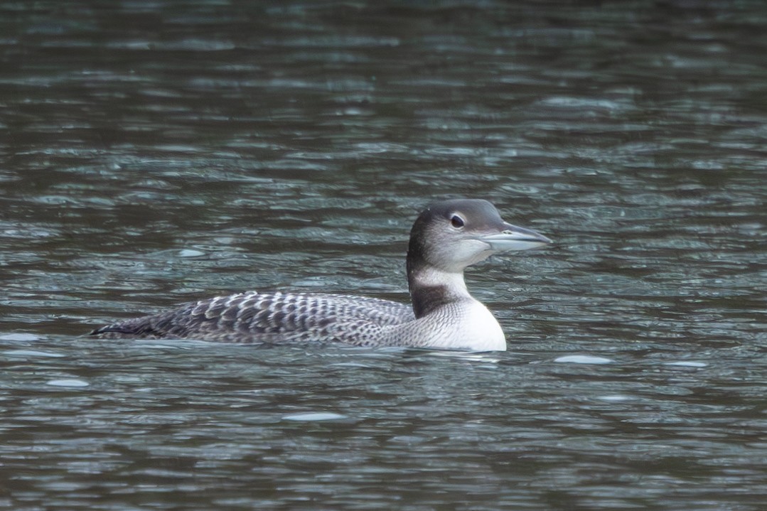 Plongeon huard - ML612383038