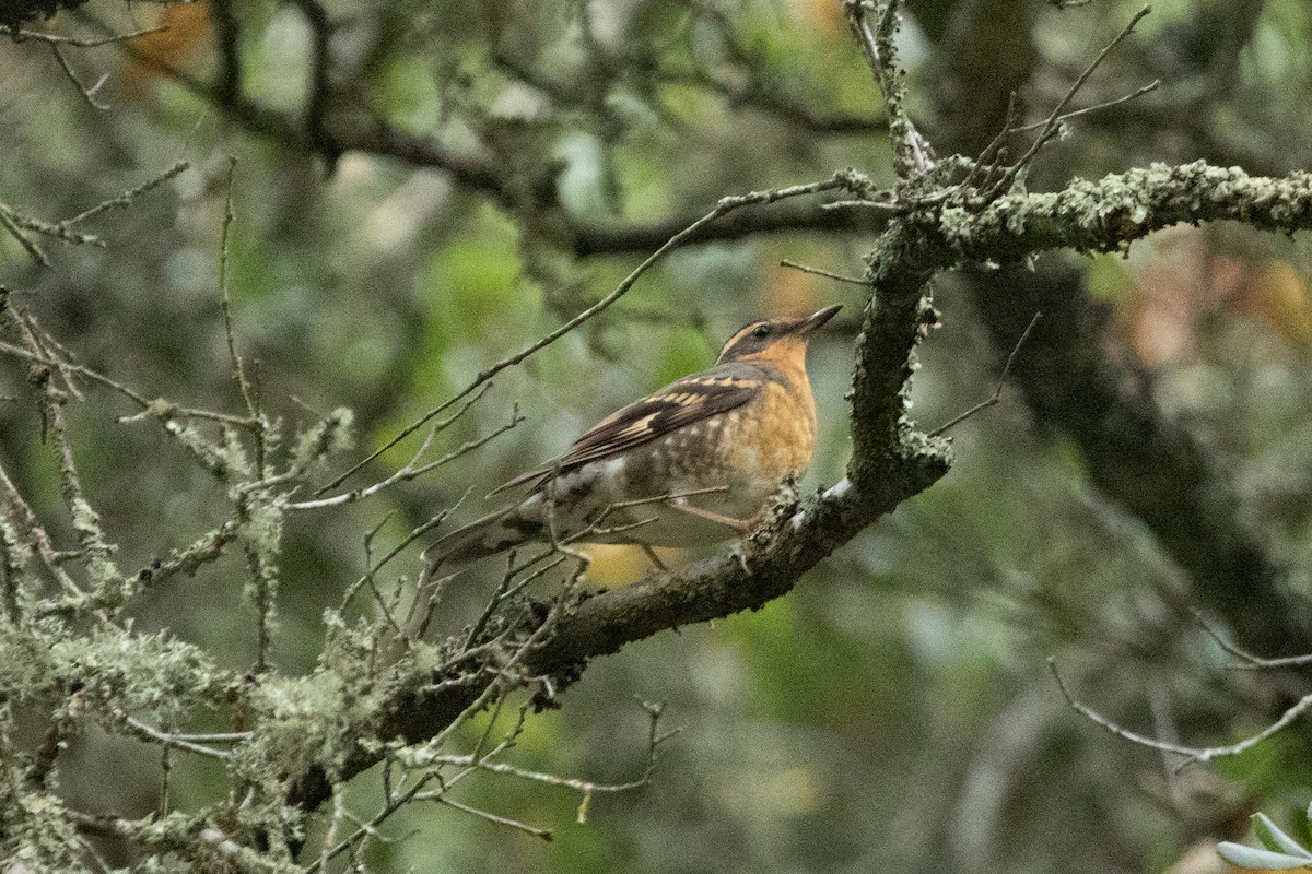 Varied Thrush - ML612383039