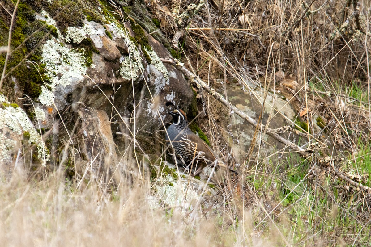 California Quail - ML612383051