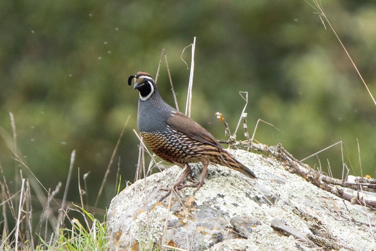 California Quail - ML612383052