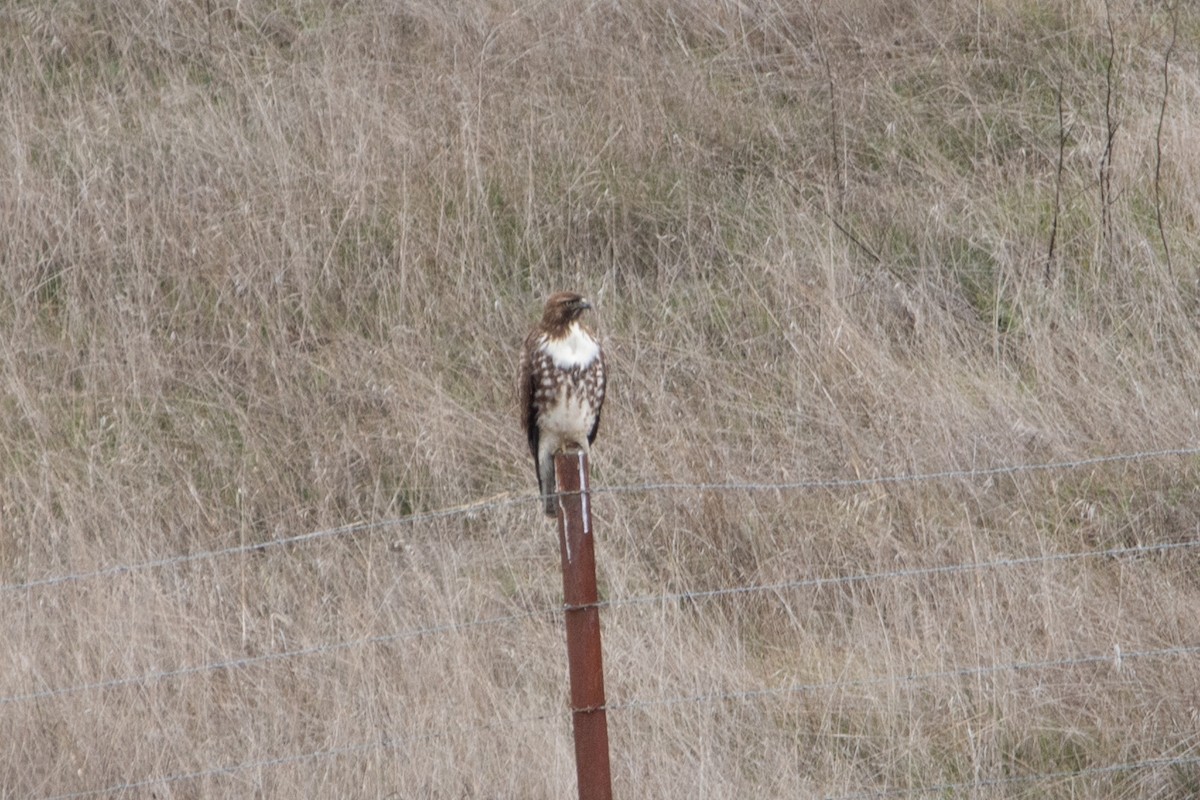 Red-tailed Hawk - ML612383055