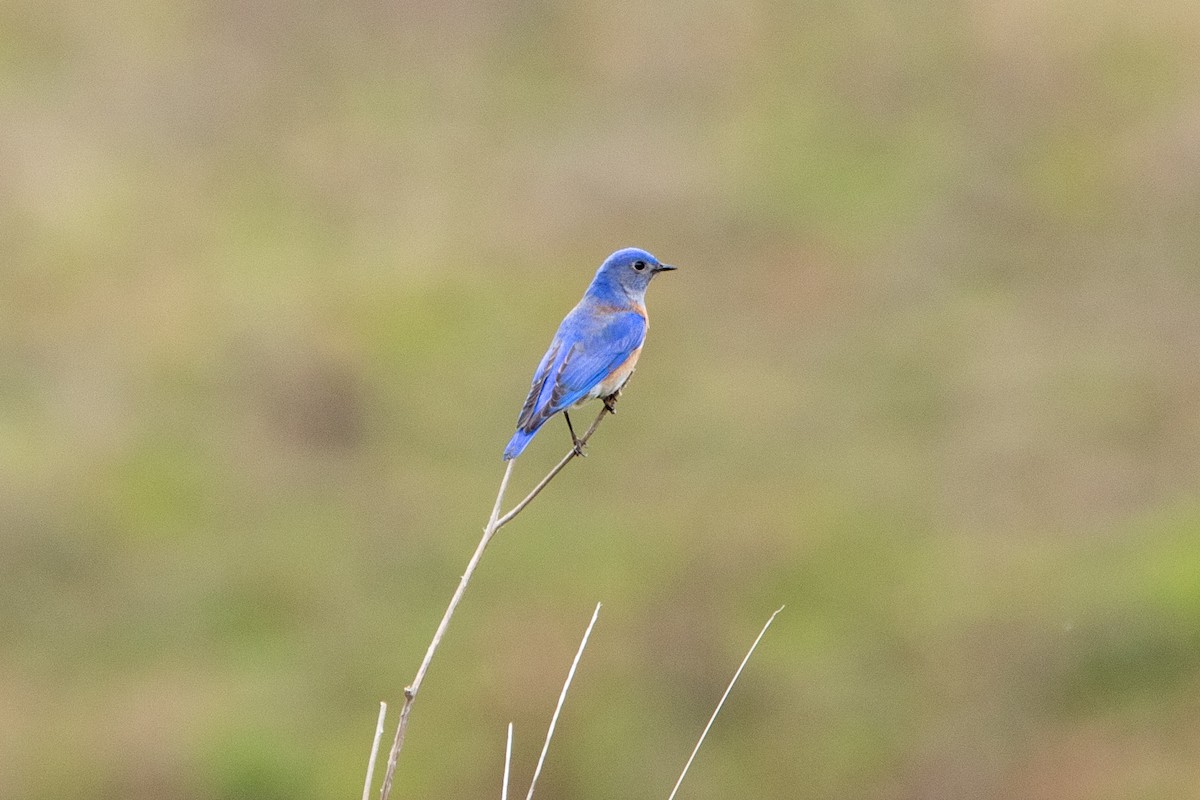 Western Bluebird - ML612383063