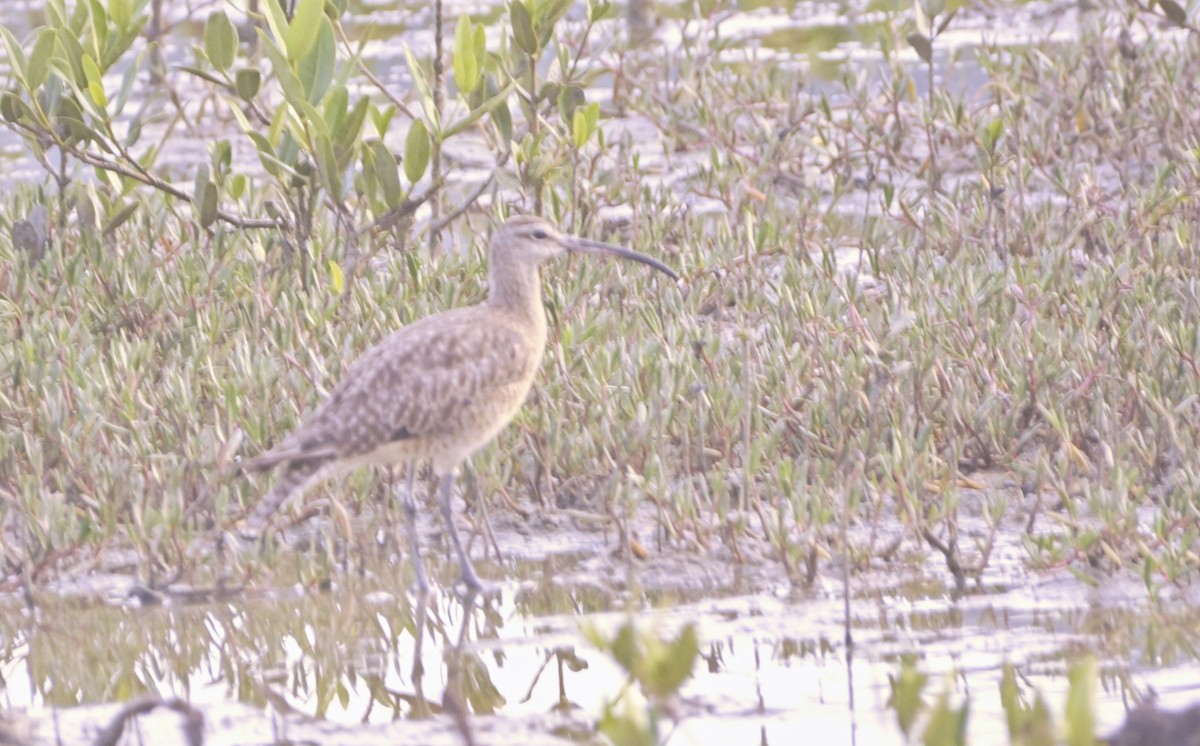 Whimbrel - ML612383069