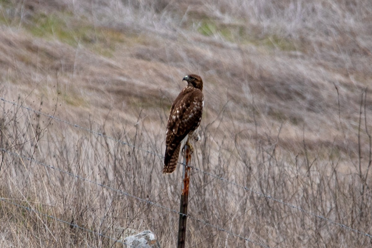 Red-tailed Hawk - ML612383077