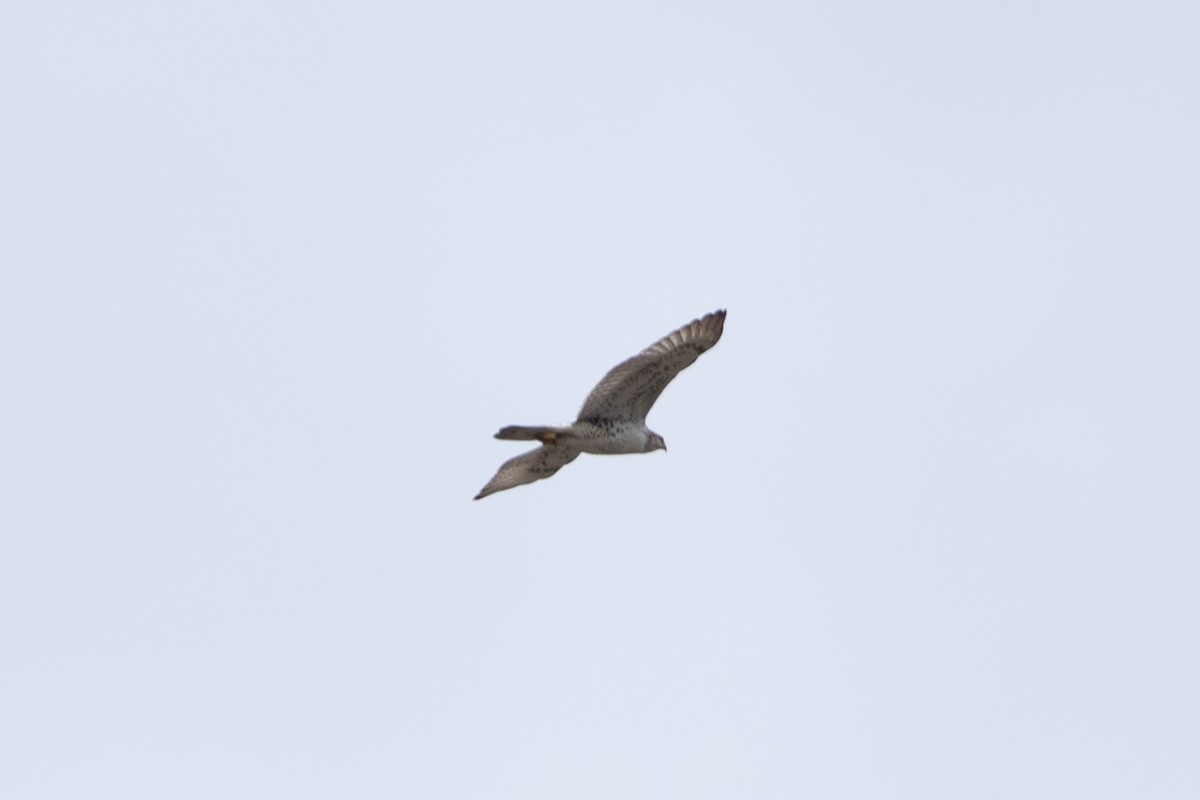 Ferruginous Hawk - ML612383083