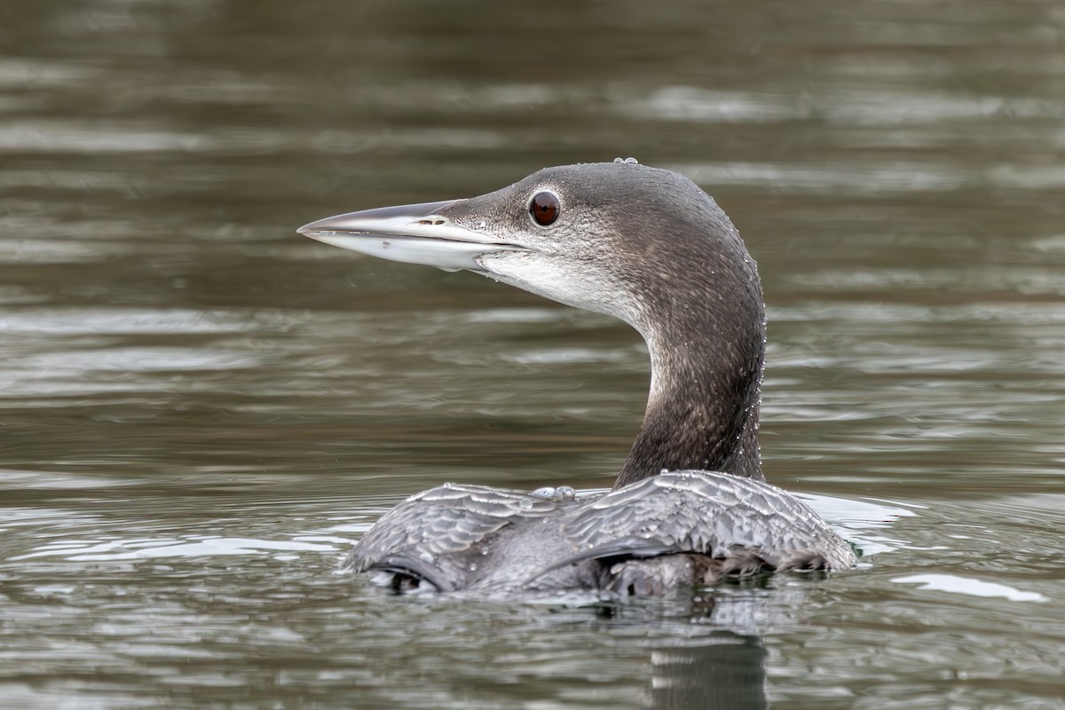 Plongeon huard - ML612383089