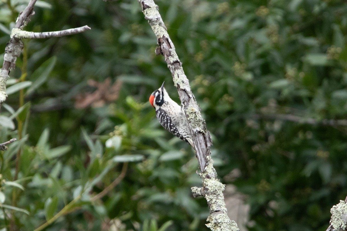 Nuttall's Woodpecker - ML612383097