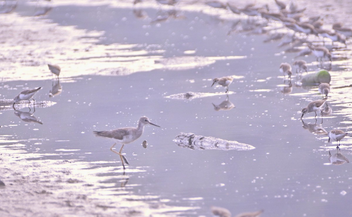 Greater Yellowlegs - ML612383104