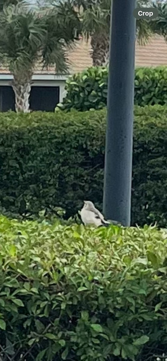 Northern Mockingbird - Patti Haynes