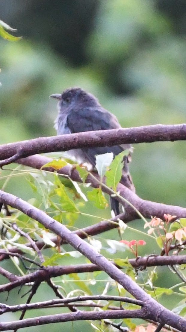 Gray-bellied Cuckoo - ML612383141