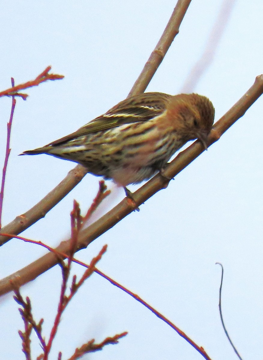 stripesisik - ML612383145