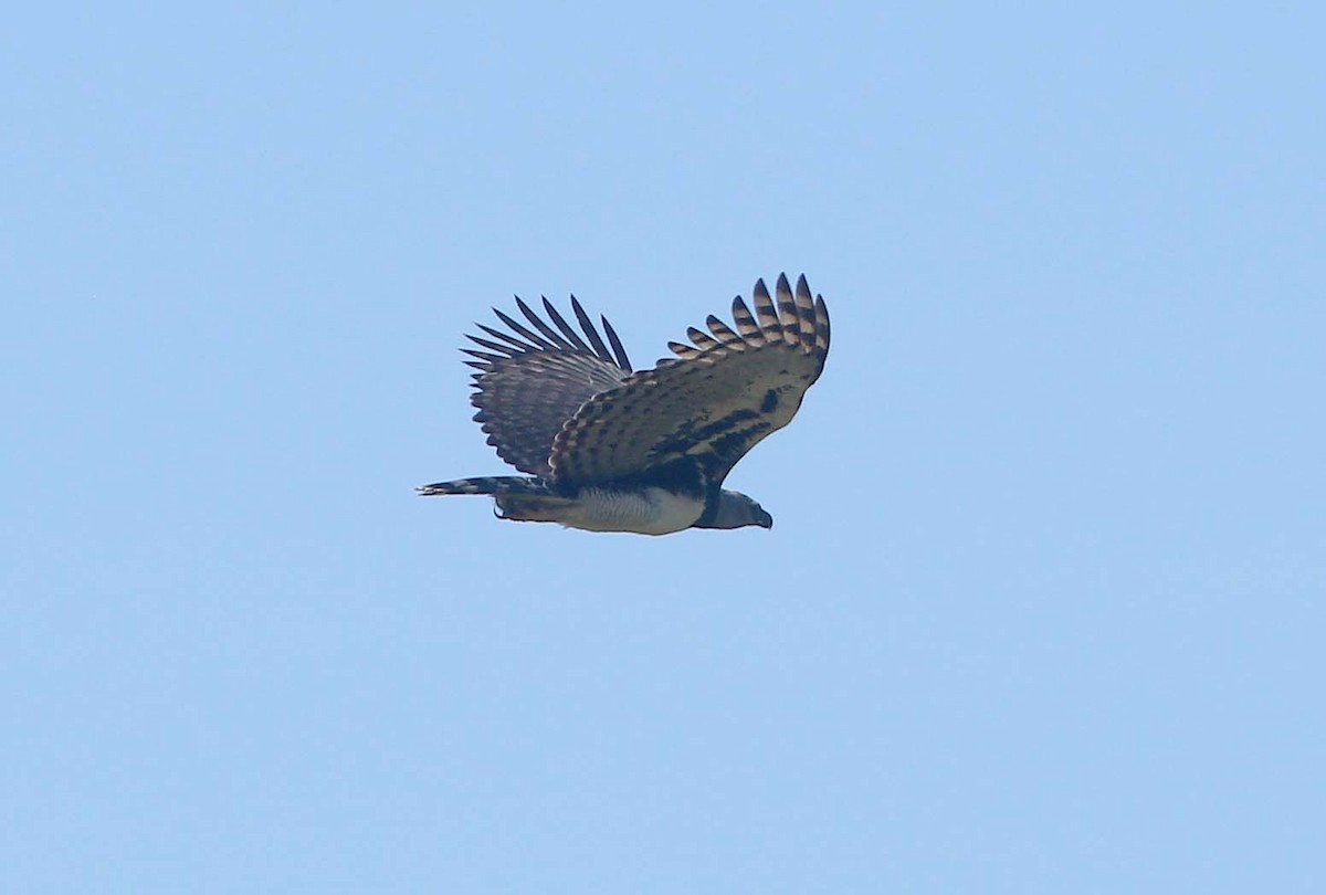 Harpy Eagle - ML612383173