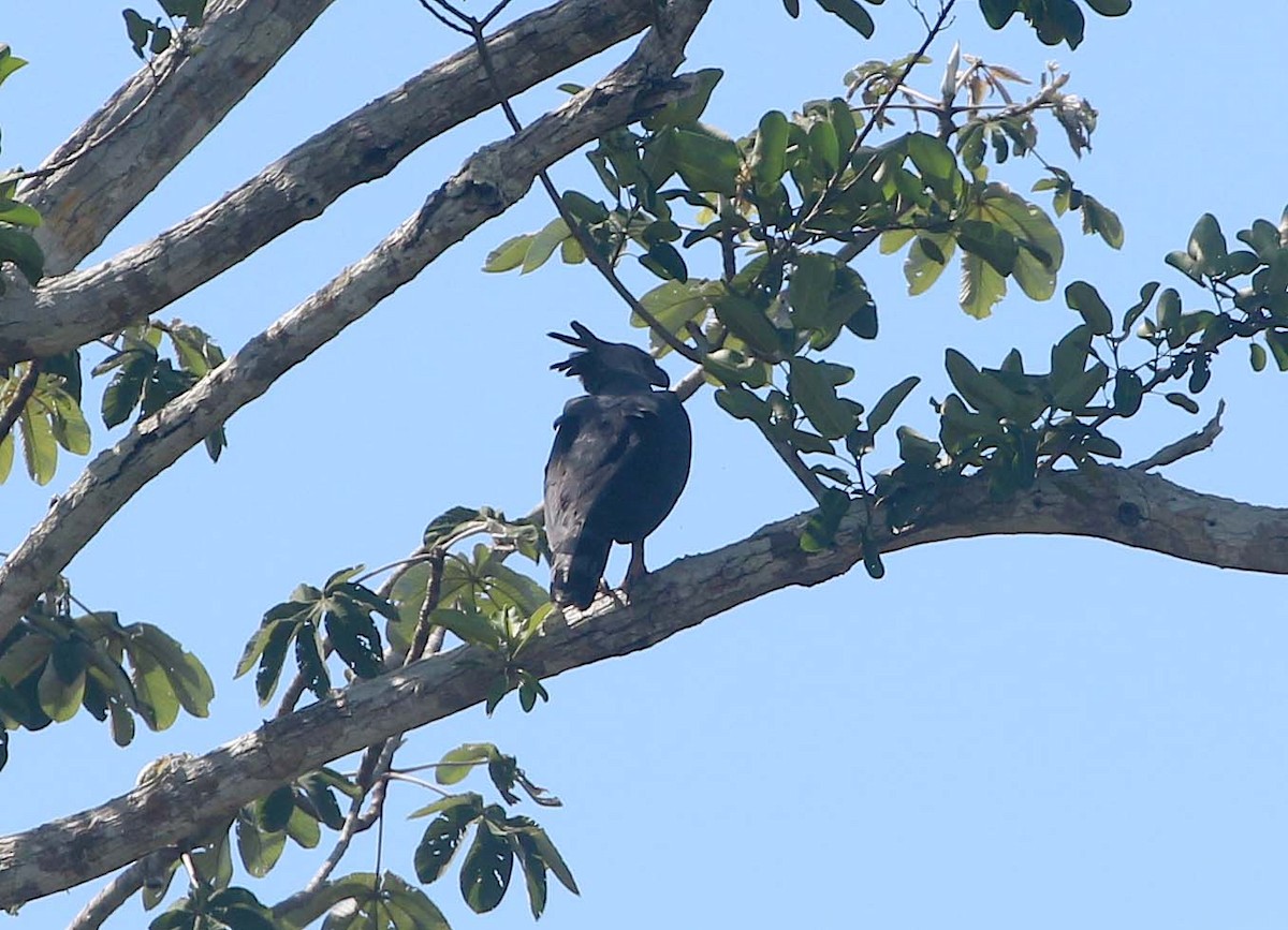 Harpy Eagle - Ashley Banwell