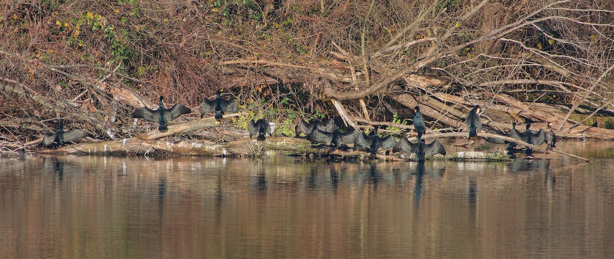 Great Cormorant - ML612383229