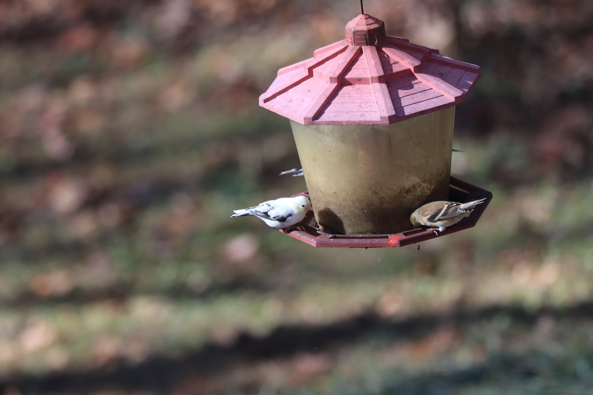 American Goldfinch - ML612383245