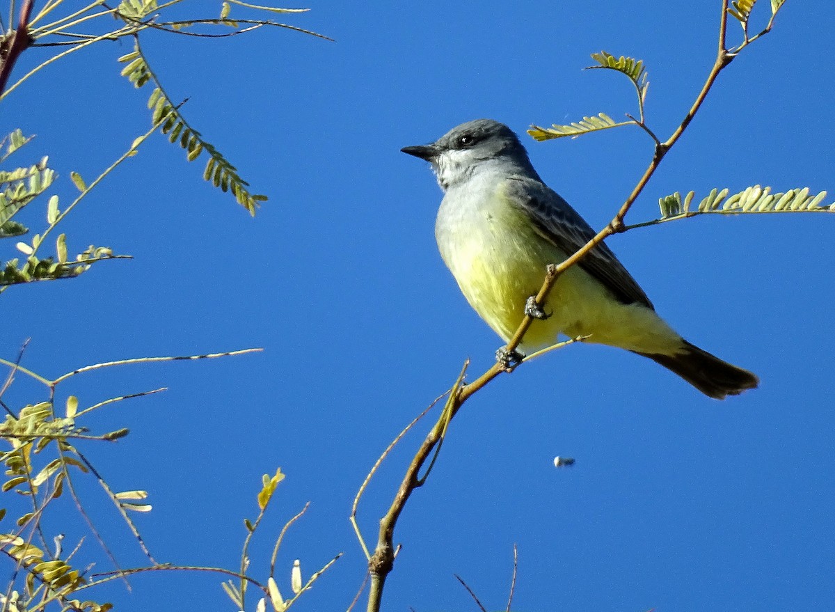 Cassin's Kingbird - Robert Behrstock