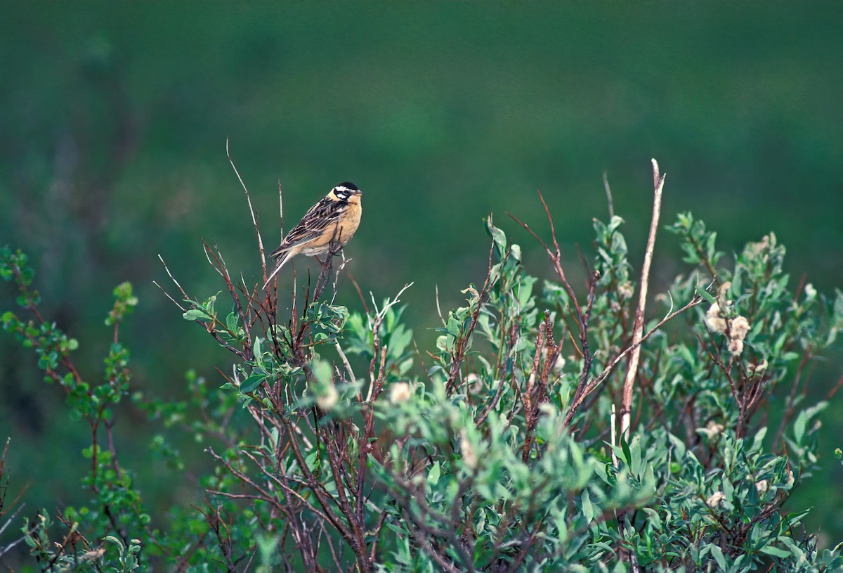 Smith's Longspur - ML612383380