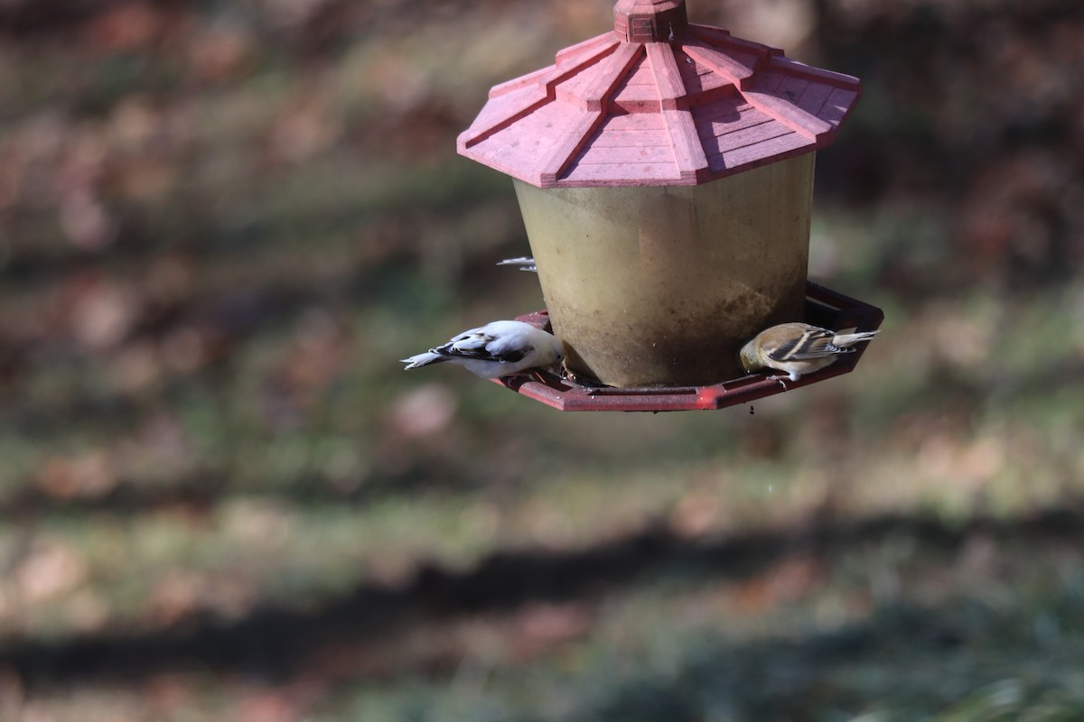 American Goldfinch - ML612383416