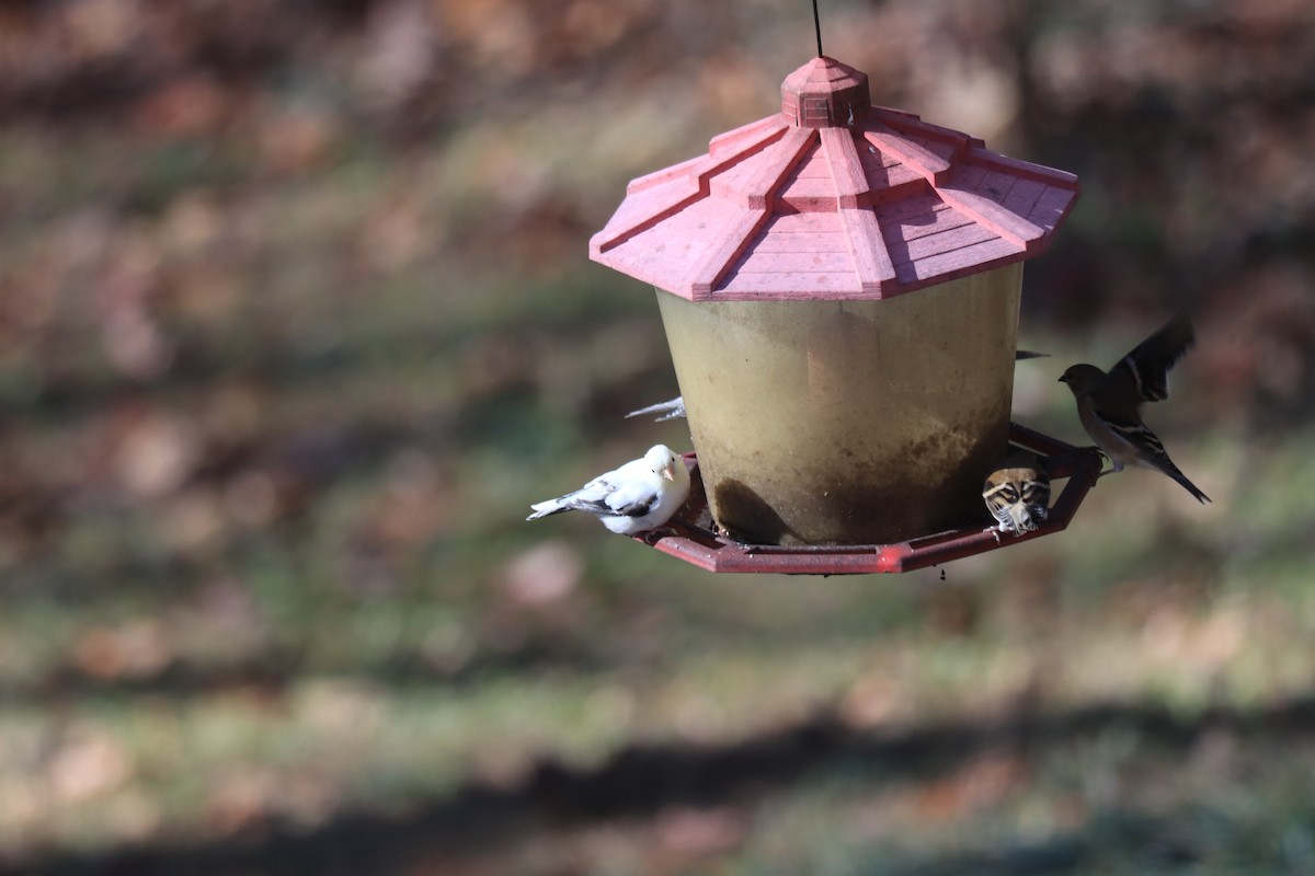 American Goldfinch - ML612383426