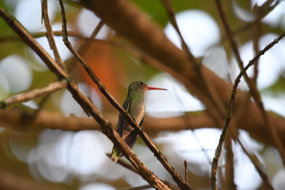 Gilded Hummingbird - ML612383430