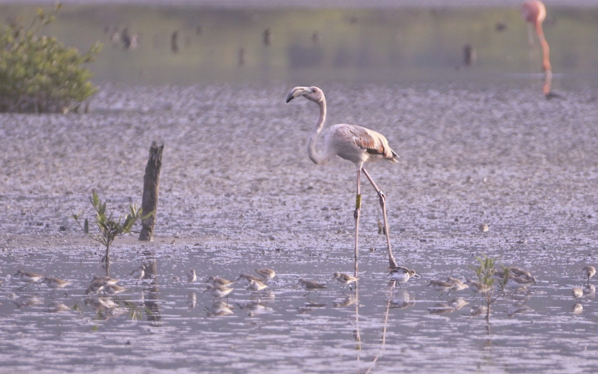 American Flamingo - ML612383434