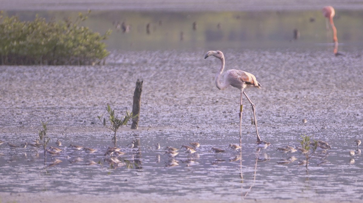 Flamant des Caraïbes - ML612383435