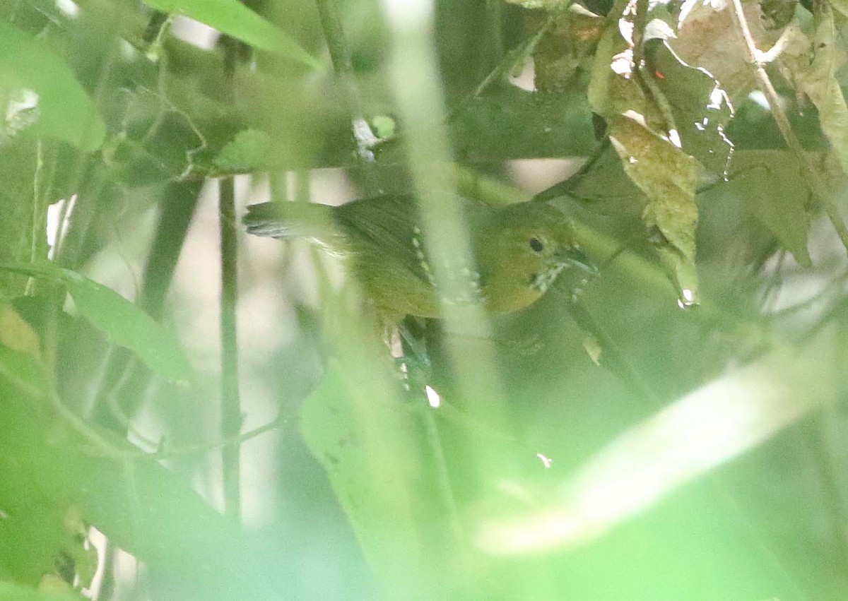 Ornate Stipplethroat - Ashley Banwell