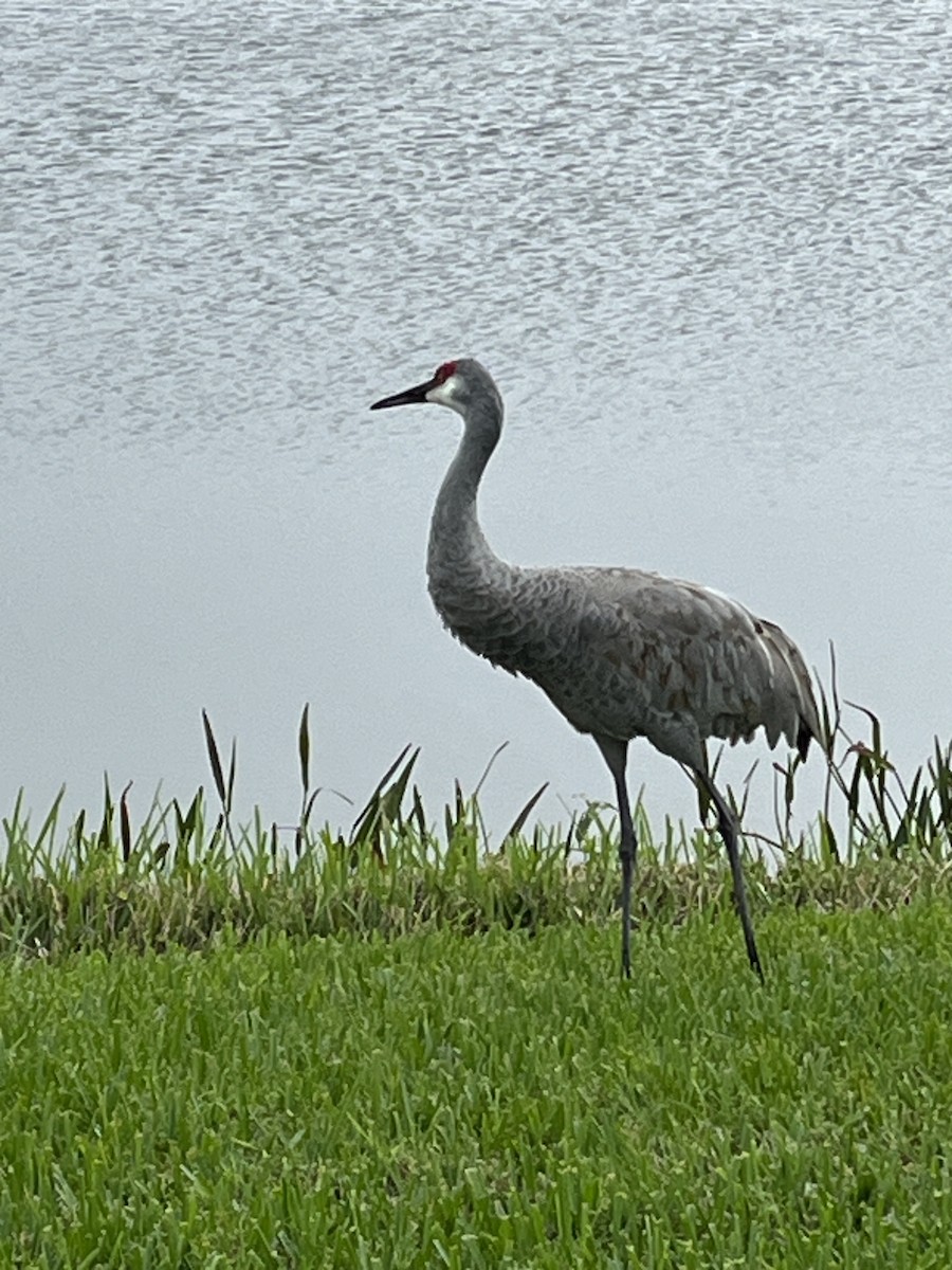 Sandhill Crane - Patti Haynes