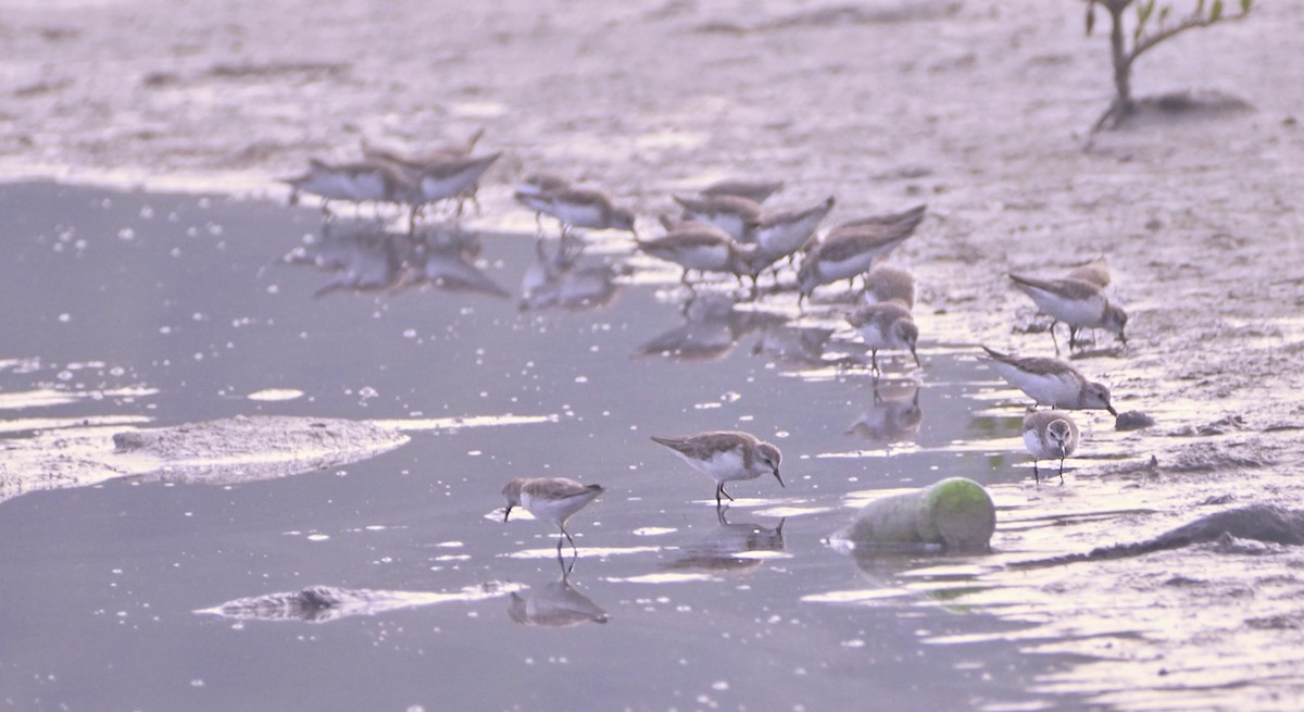 Calidris sp. (petit bécasseau sp.) - ML612383526