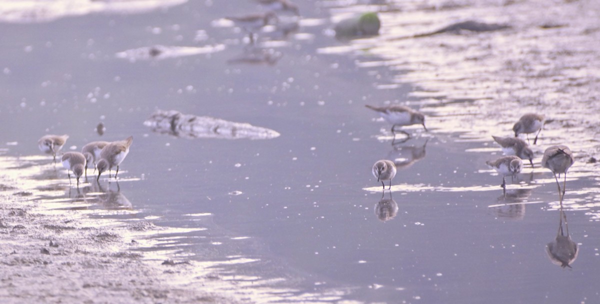 Calidris sp. (petit bécasseau sp.) - ML612383529