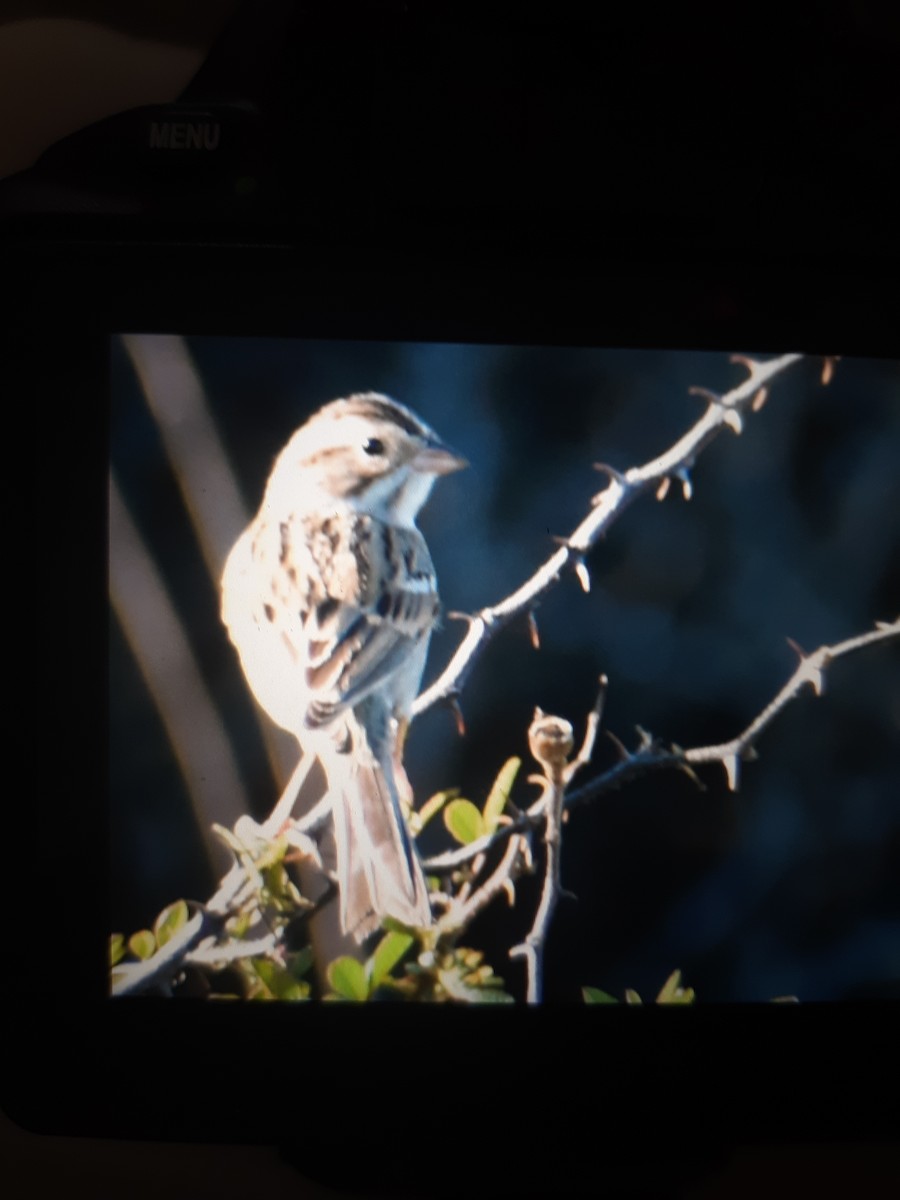 Clay-colored Sparrow - ML612383553