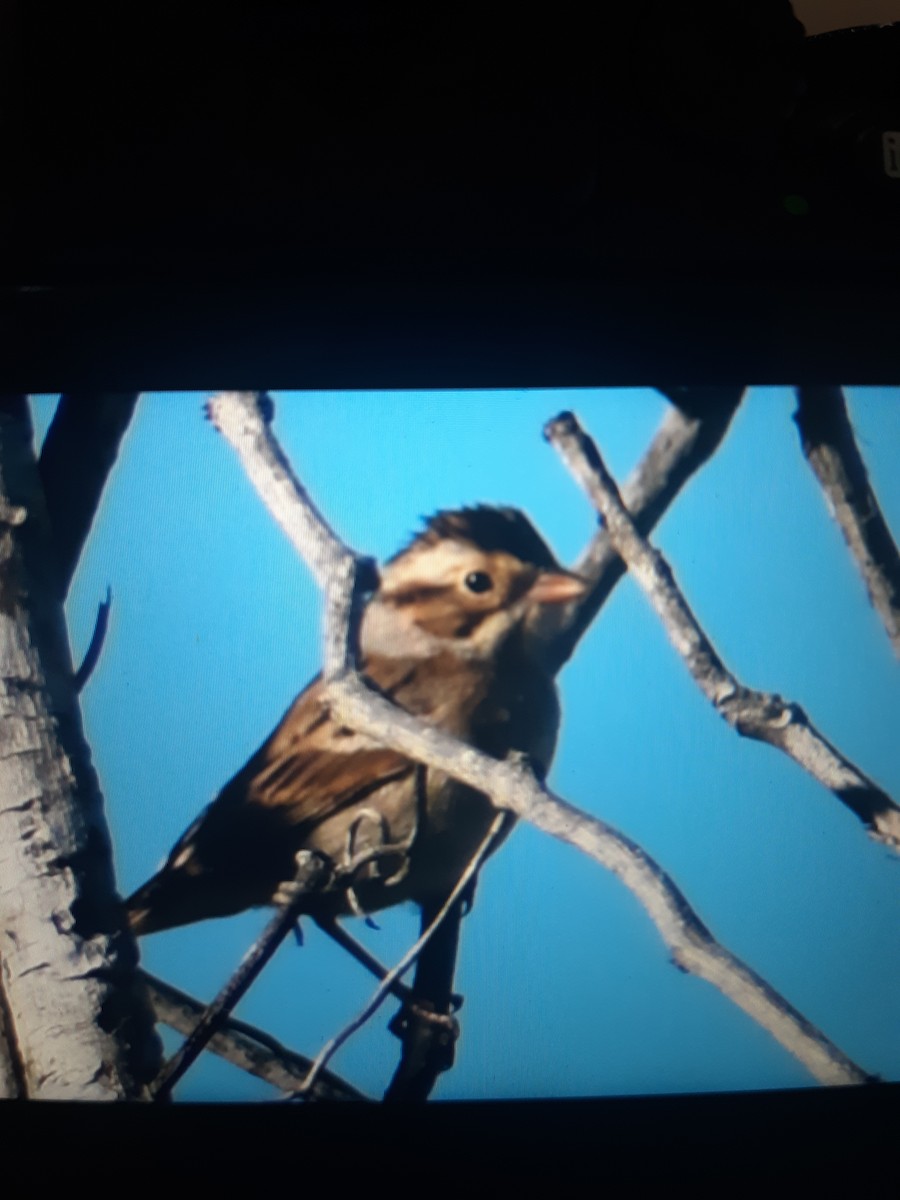 Clay-colored Sparrow - ML612383566