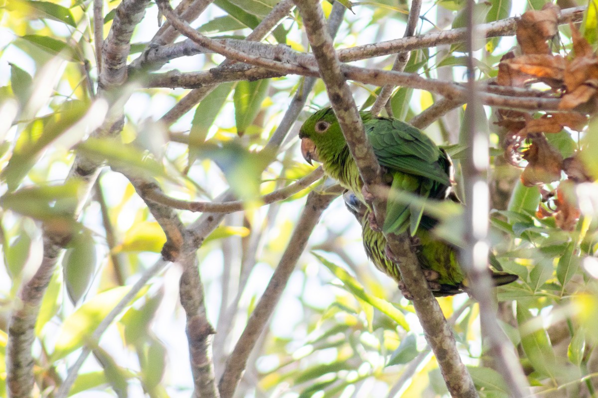 オオメキシコインコ - ML612383575