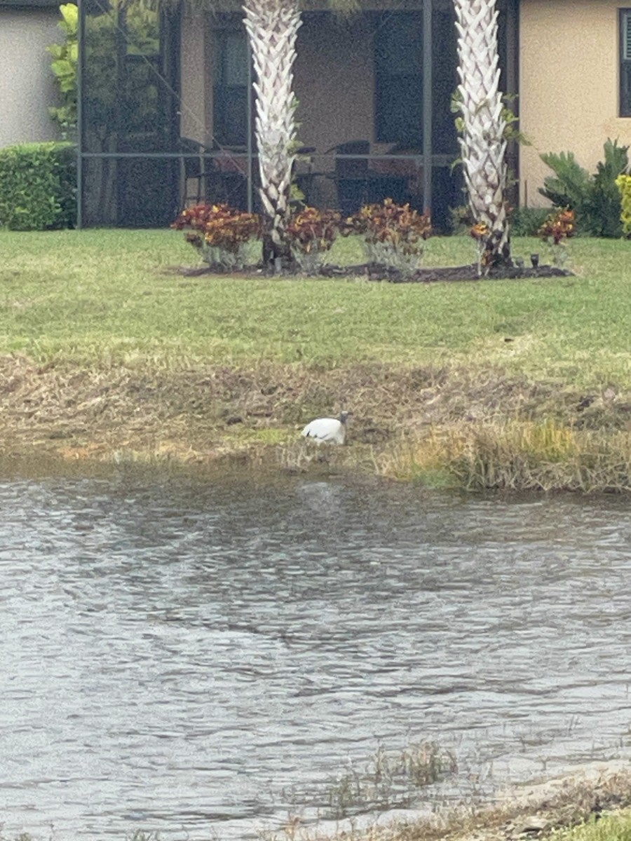 Wood Stork - Patti Haynes