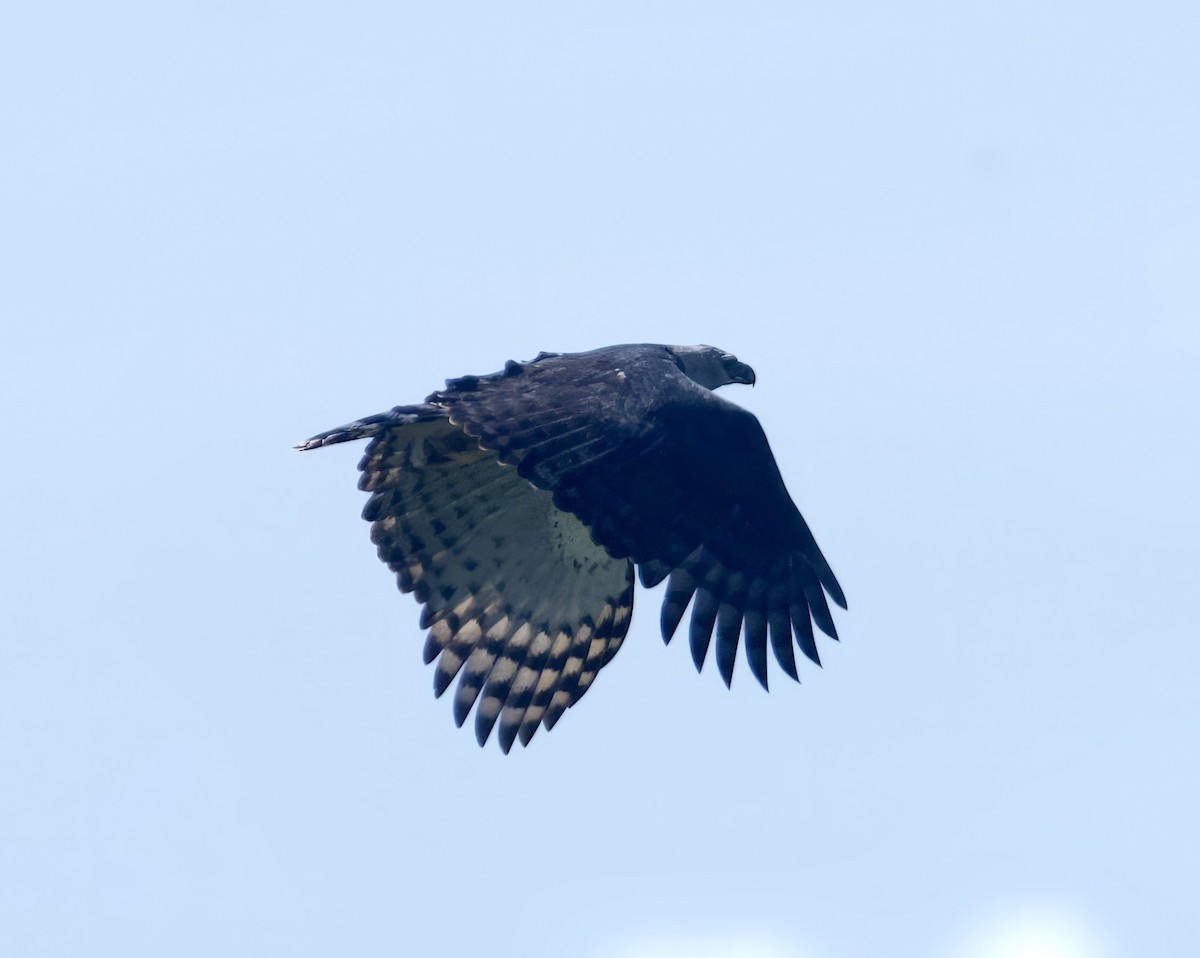 Harpy Eagle - John Gregory